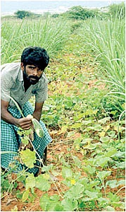 கரும்புக்கு நடுவே சாம்பார் வெள்ளரி!