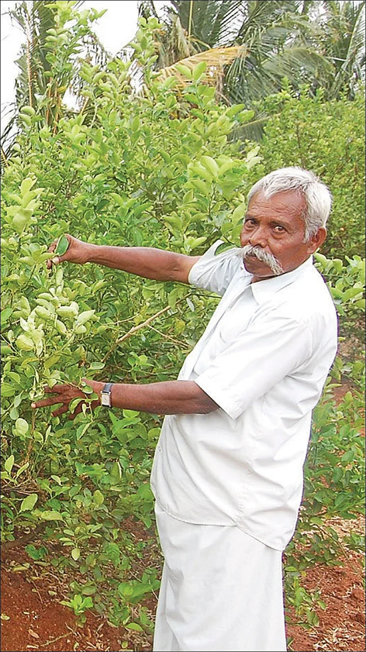 ஏற்றம் தரும் எலுமிச்சை! - 300 மரங்கள்... ஆண்டுக்கு ரூ 7 லட்சம்...