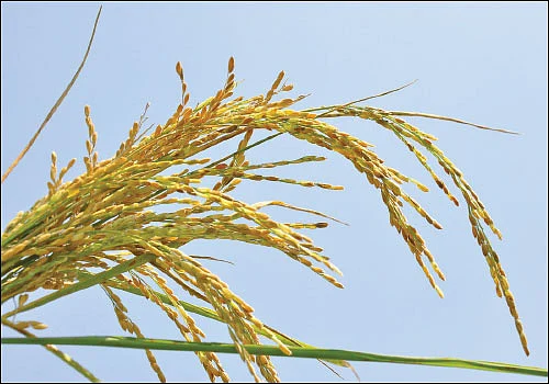 விதைநெல் உற்பத்தியில் தடம் பதிக்கும் தாராபுரம்...