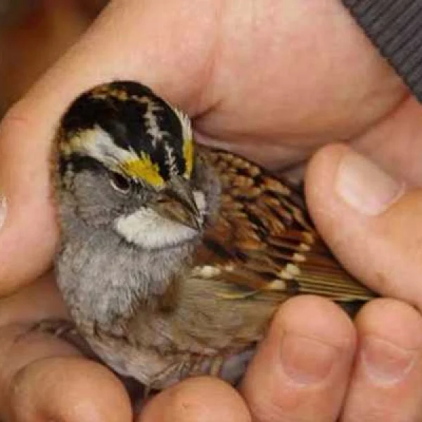 #WorldSparrowDay