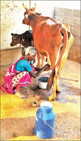இனிக்கும் இயற்கை விவசாயம்... லாபம் தரும் கறவைமாடு வளர்ப்பு!