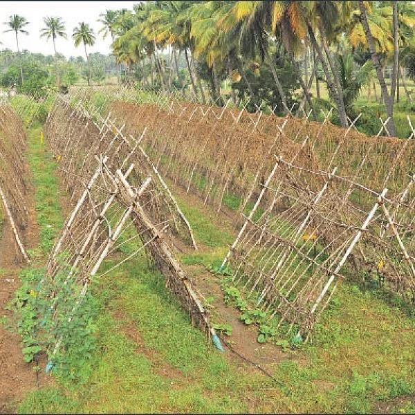 Solid Returns from Pandal Vegetables... Success story of a farmer!