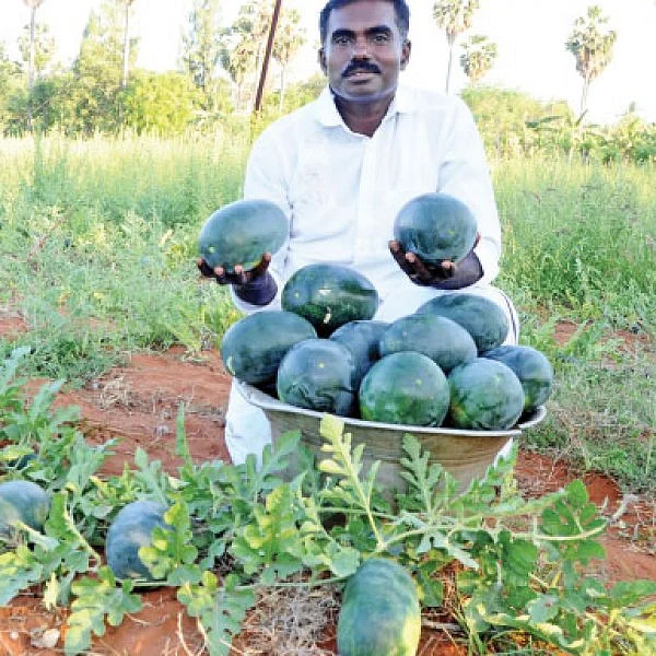 1 acre…75 days…₹1.7 Lakhs... Easy and more returns from Water Melon!