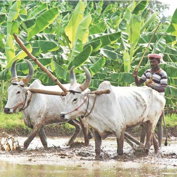 சங்க இலக்கியம் சொல்லும் வேளாண்மைச் செய்திகள்!