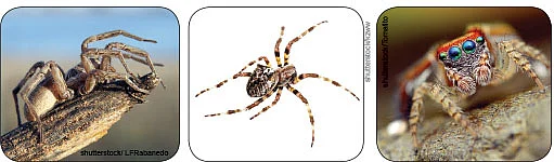 மாயா டீச்சரின் மந்திரக் கம்பளம்