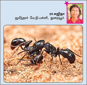 சுட்டி ஸ்டார் நியூஸ்!