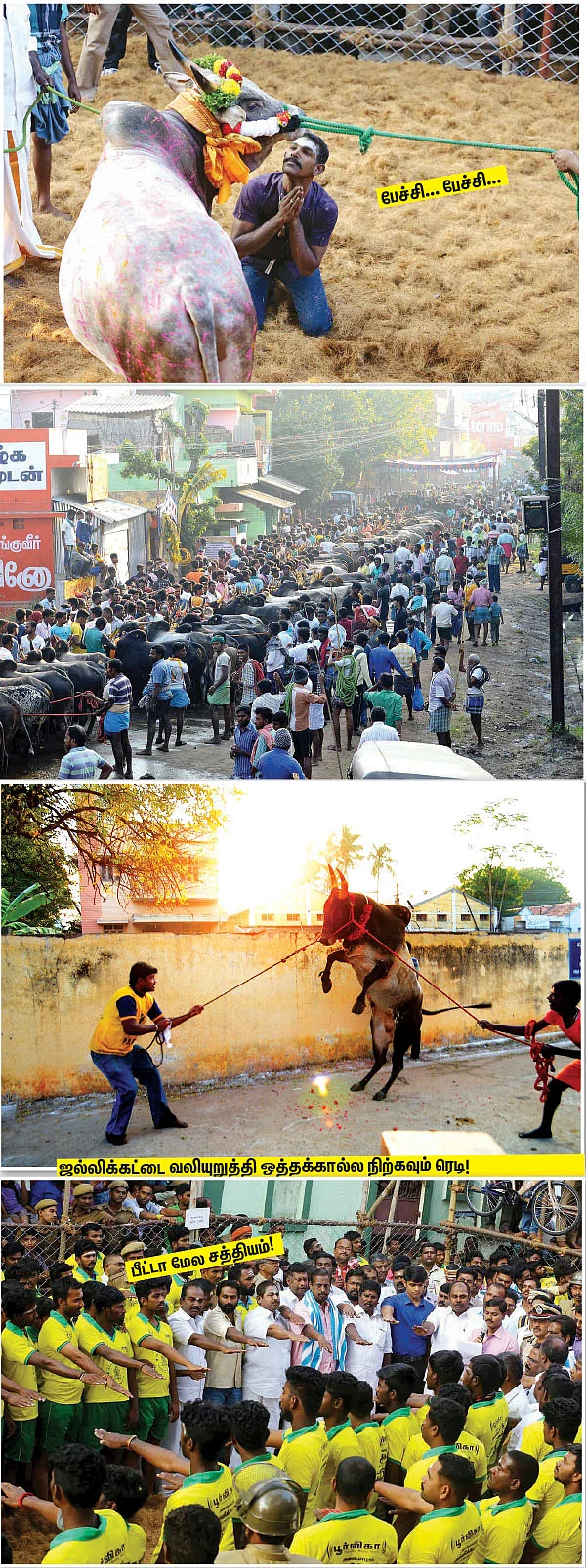 நாங்க ரெடி... நீங்க ரெடியா? - அவனியாபுரம் ஜல்லிக்கட்டு காட்சிகள்...