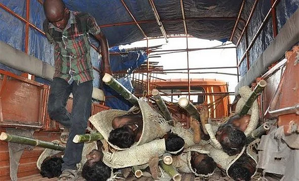 4 ஆண்டுகளில் 1400 பேர் சாவு... மனிதப் பலி கேட்கும் செம்மரக்காடு!