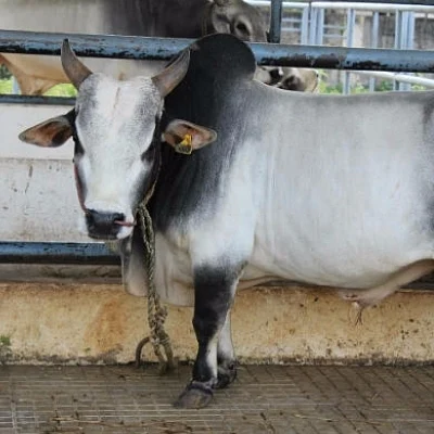 அழியும் நிலையில் 4 அடி உயரமே வளரும் புங்கனூர் குட்டை மாடு..!