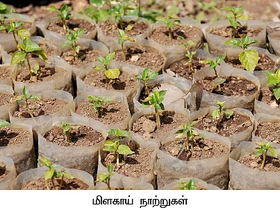 கமகமக்கும் நெய் மிளகாய்...கூடுதல் காரம்... கூடுதல் மணம்..!
