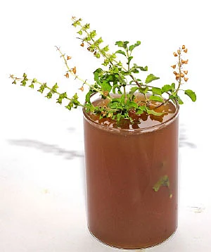 கோடை காலப் பராமரிப்பு