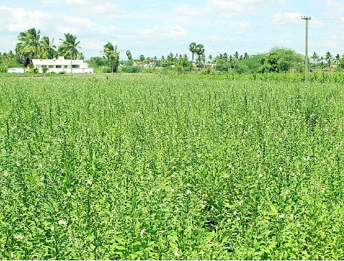 ஒரு ஏக்கர்... 90 நாள்... 64,000 ரூபாய்... குறைந்த செலவில், கொழிக்கும் எள்!