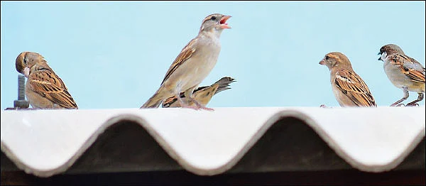 காகம், கிளி, மைனா, சிட்டுக்குருவி... - மரங்களை வளர்க்கும் பறவைகள்..!
