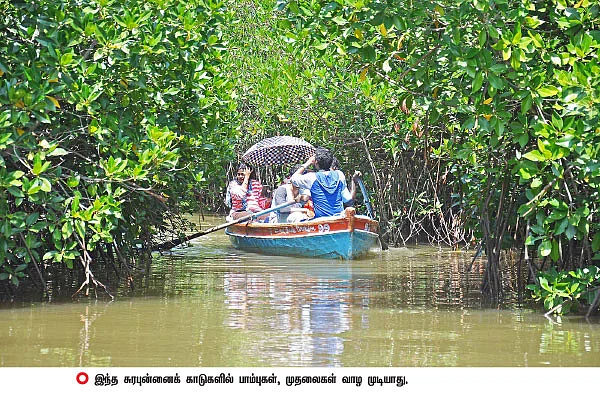 பிச்சாவரத்துக்கு சாகாவரம் கொடுத்த மரம்!