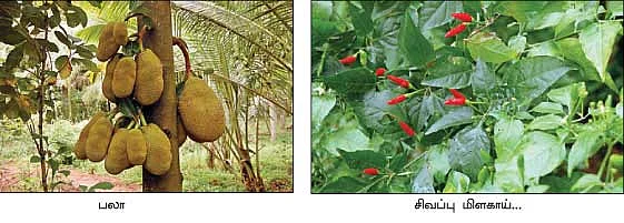 கோகோ பாக்கு வாழை திப்பிலி மிளகு...