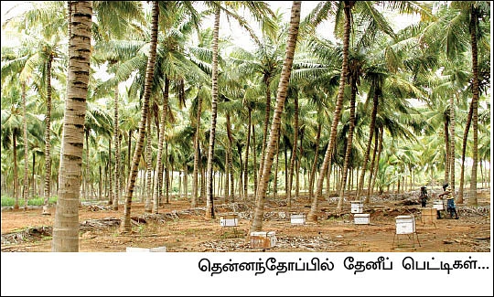 மாதம்தோறும் 1,00,000 தெம்பான வருமானம் தரும் இத்தாலியத் தேனீ !