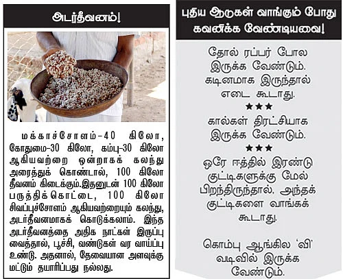 அருமையான லாபம் கொடுக்கும் ஆட்டுக்கிடா வளர்ப்பு..!