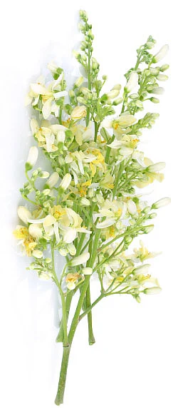 பார்வைக்கோளாறுகள் போக்கும் முருங்கைப்பூ