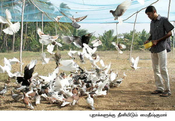 ஆண்டுக்கு ரூ. 2,00,000 ஜோரான வருமானம் தரும் ஜோடிப்புறா!