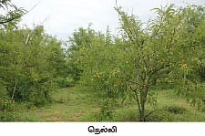 57 ஏக்கர்... 16 ஆயிரம் மரங்கள்...