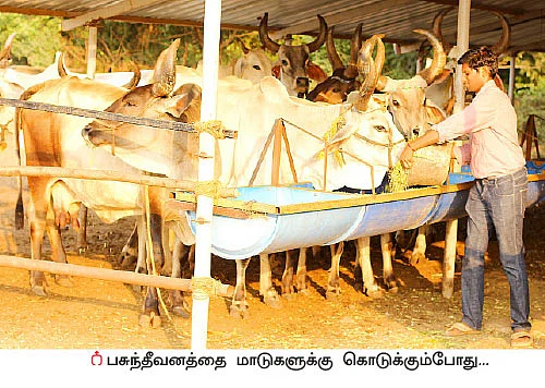 26 மாடுகள்... ஆண்டுக்கு ரூ12 லட்சம் லாபம்!