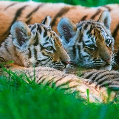 விலங்குகளை மனிதன் பாதுகாக்க வேண்டாம். ஏன் தெரியுமா? #WorldAnimalDay