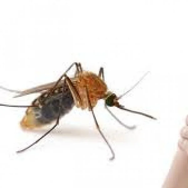 Next target Tamil Nadu! How to protect us from the impending attack of Zika?