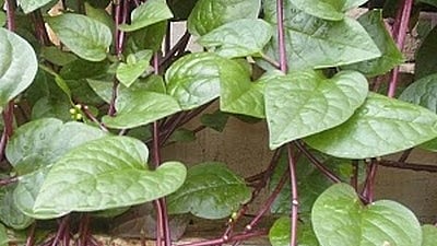 தாகம், சூடு தணிக்கும் பசலைக்கீரை!