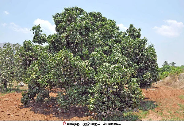 20 மரங்கள்... ரூ 1,00,000 லாபம்... கெத்தமார்.... சீரி... ருமானி...