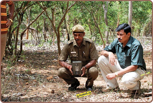 புலி புல்லைத் தின்னும்!