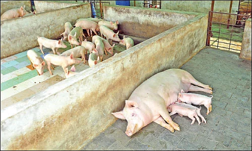 பணம் குவிக்கும் பண்ணைத்தொழில்கள் - 4 - வெண்பன்றி... கழிவுகளைப் பணமாக்கும் கால்நடை!