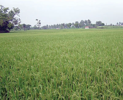 விருத்தாசலம் முதல்... திருவாரூர் வரை ஸ்வாஹா...