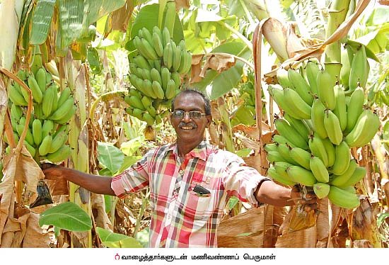 விற்பனைக்கு வில்லங்கமில்லா பேயன் வாழை...