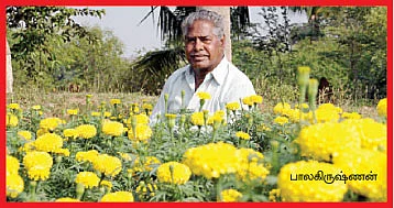 நெல்லிலிருந்து பூவுக்கு...