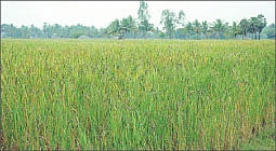 புத்தர் சாப்பிட்ட காலா நமக்...ஆயுளைக் கூட்டும் அற்புத அரிசி !