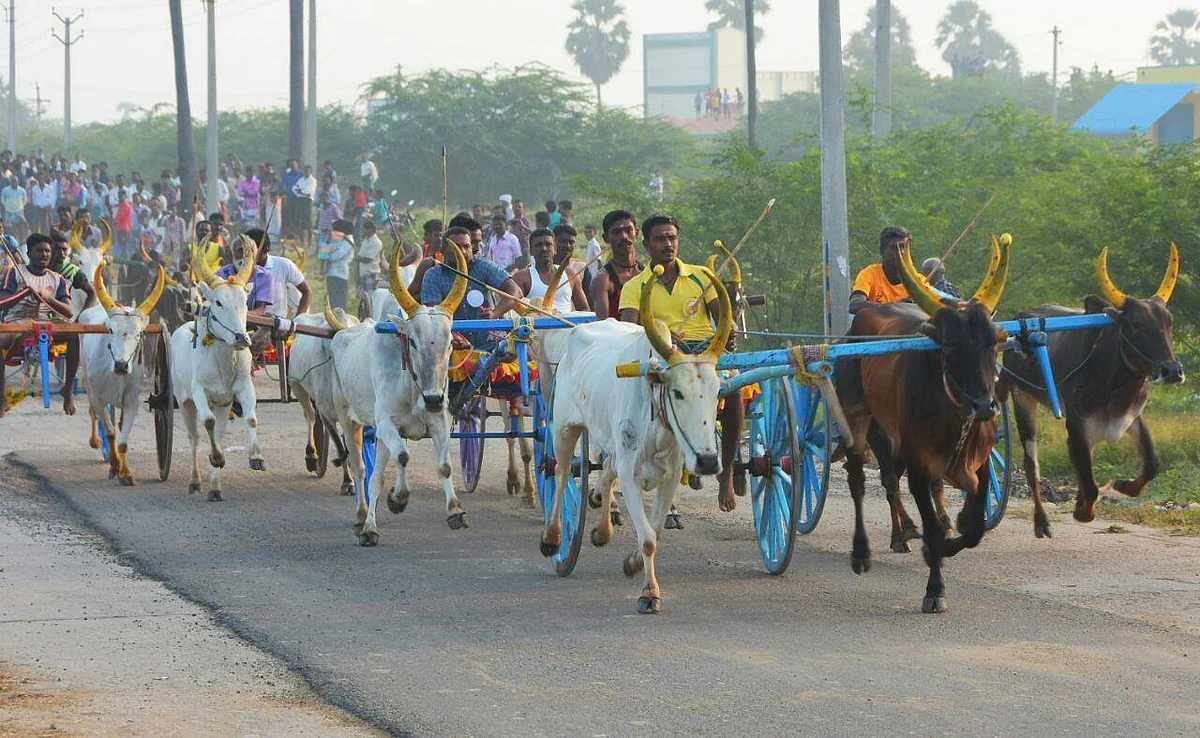தூத்துக்குடியில் காணும் பொங்கலை முன்னிட்டு களைகட்டிய மாட்டுவண்டிப் பந்தயம்