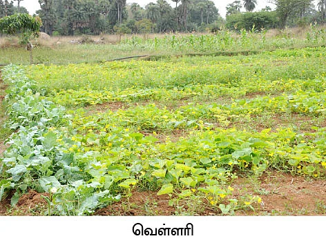 வெண்டை, கீரை, அவரை, மிளகாய்... 3மாதம் 90 ஆயிரம்...