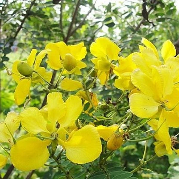 Natural medicines that keep diabetes at bay!