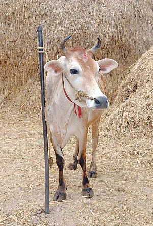 சித்தமெல்லாம் சித்தமல்லி - 7!
