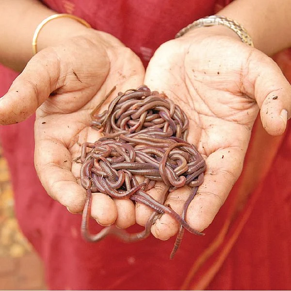 தண்டோரா
