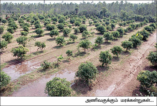 மனைக்காக வாங்கிய நிலத்தில்... மனம் குளிரும் விவசாயம்..!