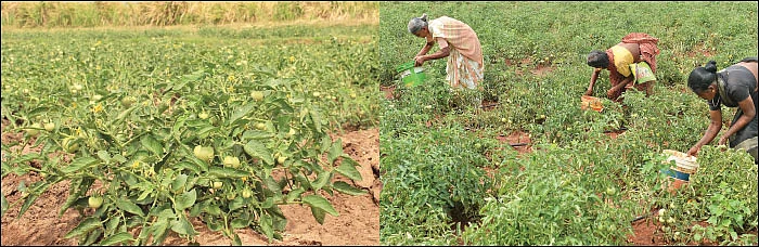 தக்காளி... தரமான மகசூலுக்குத் தகுந்த இயற்கைத் தொழில்நுட்பங்கள்!