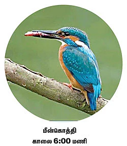 நேரம் சொல்லும் பறவைகள்!
