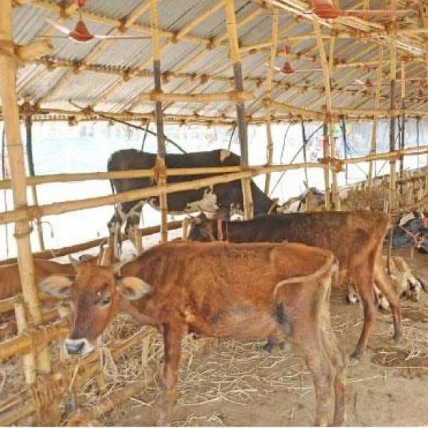 உத்தரப்பிரதேசத்தில் கோசாலைக்கு தானமாக இடம் தந்த இஸ்லாமியர்!