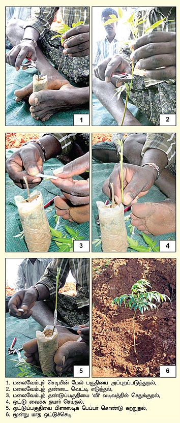 மலைவேம்பு... மானாவாரியிலும் மகசூல்