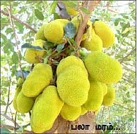 மாயா டீச்சரின் மந்திரக் கம்பளம்!
