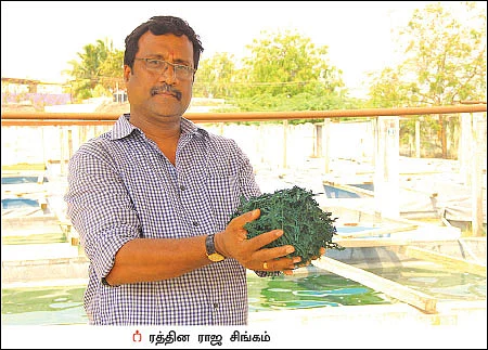 ஆடு, கோழி, சுருள்பாசி... இலங்கை தமிழர்களின் ஒருங்கிணைந்த பண்ணை!