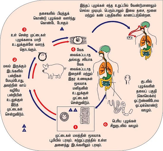 உணவால் பரவும் நோய்கள் உஷார்!