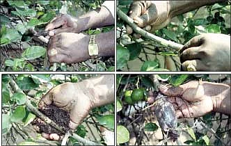 ஏற்றம் தரும் எலுமிச்சை...வாரிக்கொடுக்கும் வாழை !