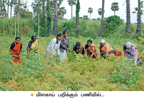 குண்டு மிளகாய்...ஏக்கருக்கு ரூ50 ஆயிரம்!